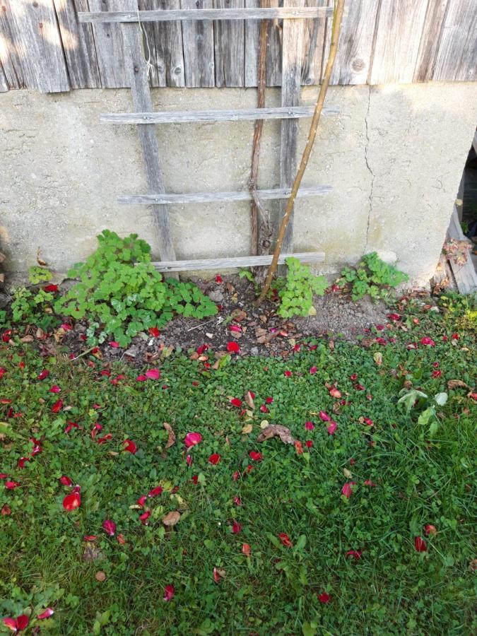 Ferienwohnung Im Seidlerhof Mit Balkon Und Garten Rohrnbach Luaran gambar